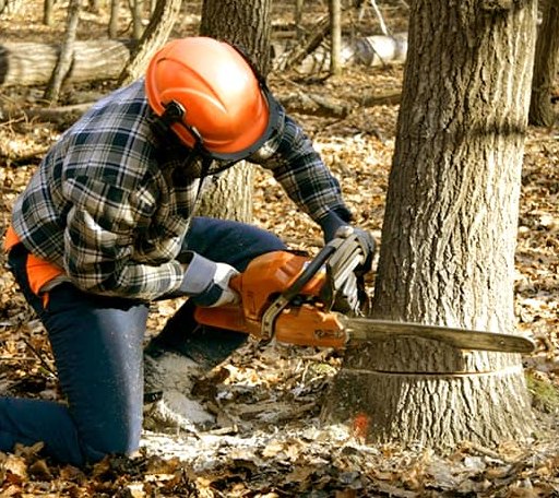 Tree Removal in De Land, IL